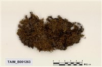 藏品(南亞灰苔)的圖片